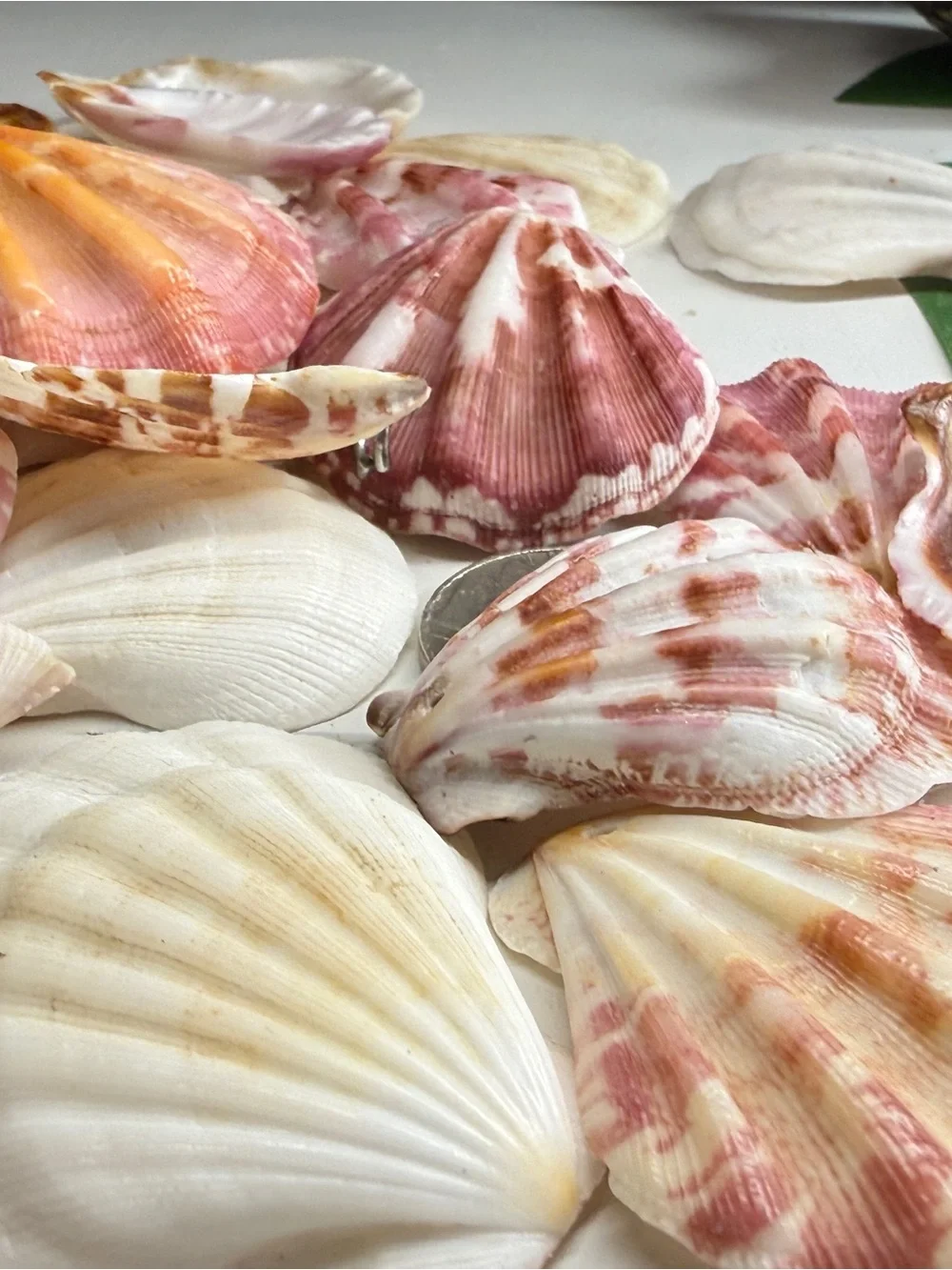 New! Natural Folded Scallops Pre Drilled Holes DIY Jewelry Making Crafting Lot